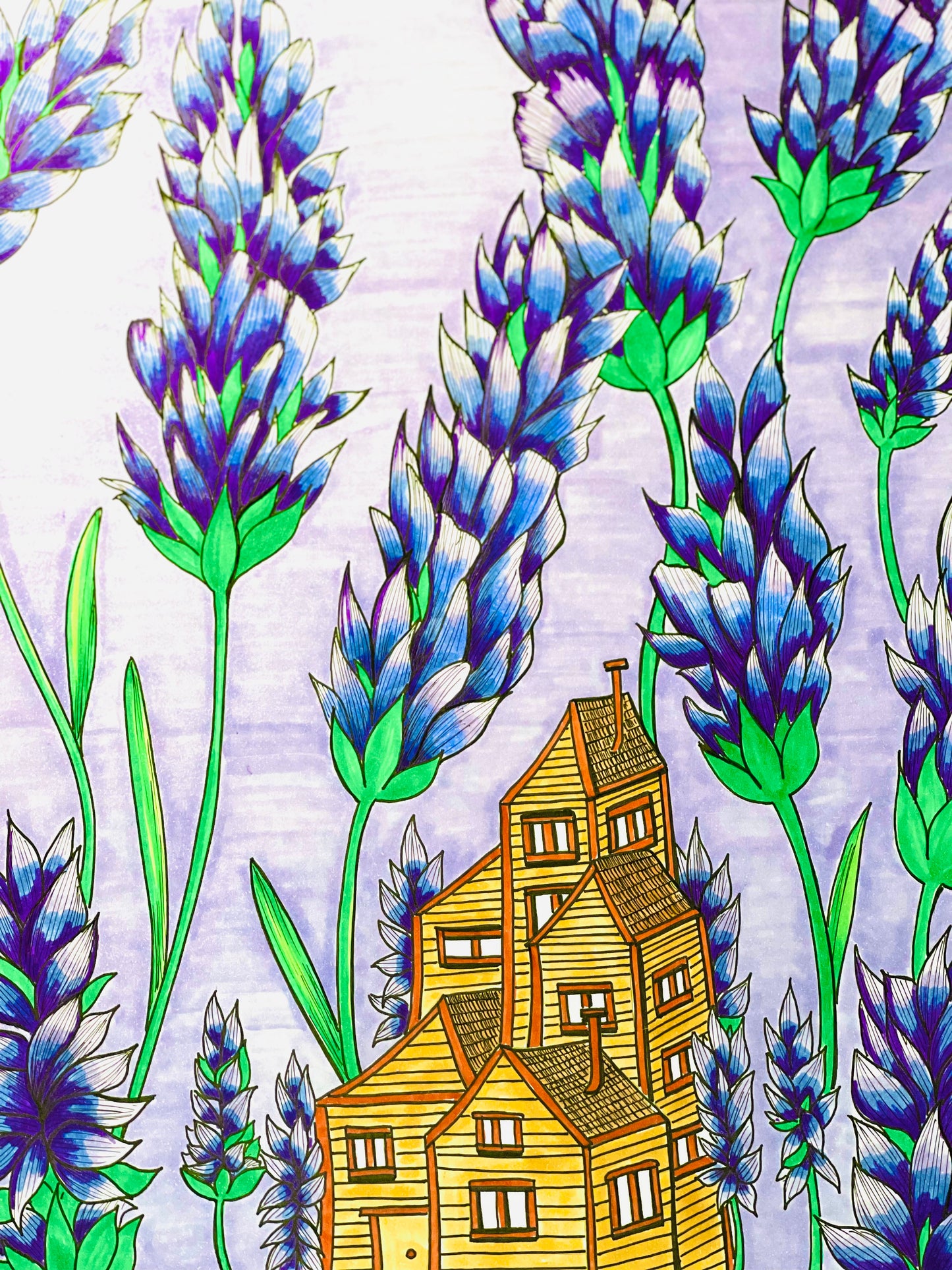 Lavender Dreams